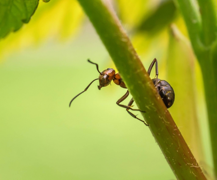 an ant climbing the stem of a plant
